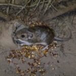 In 1993, California's thumb-sized Pacific pocket mouse was rediscovered after being thought extinct; 33 years later, 530+ have been reintroduced and a third reintroduced population established
