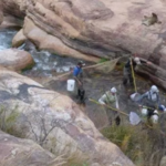 In 2006, Grand Canyon began a major trout-reduction effort in Bright Angel Creek; after invasive brown and rainbow trout were suppressed, the National Park Service says native fish populations increased by more than 400%