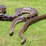 In 2018, scientists GPS-tagged 13 Burmese pythons but found that the devices recorded locations only 18.1% of the time﻿ | World News