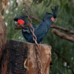 In Australia's Cape York, conservationists installed 29 artificial tree hollows to help endangered palm cockatoos breed; a pair occupied one within a month, and the project recorded its first fledged chick