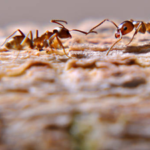In Southern California, five rival supercolonies of Argentine ants are engaged in a war; researchers reported 15 million worker ants' deaths in a single war