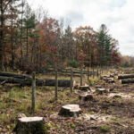 In 2015, a Kansas neighbour building a boundary fence cut 133 trees, some as far as 70 feet inside the adjoining land; 11 years later, an appeals court has upheld the landowner’s $6,500 damages award