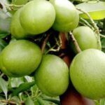 The ‘suicide tree’ of Kerala: How an innocent-looking fruit became linked to hundreds of deaths and a forensic puzzle