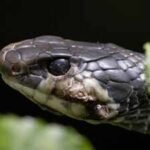 Invasive Burmese pythons and Florida’s native snakes show different parasite infection rates, offering researchers a baseline for future monitoring |