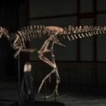 A Montana rancher found this dinosaur in 2019; now the 70%-complete Nanotyrannus, one of only three known skeletons, is on display in New York before an auction carrying a $6 million to $9 million estimate