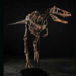 Rare dinosaur skeleton ‘Jodi’ sells for ₹449 crore after fierce bidding war in New York - here's what makes it so special