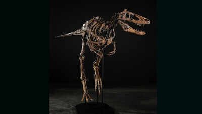 Rare dinosaur skeleton ‘Jodi’ sells for ₹449 crore after fierce bidding war in New York - here's what makes it so special