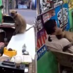 Langur Hug: Langur walks into an Odisha repair shop, rests its head on the shopkeeper’s chest while he remains frozen in fear; what happened next has left the internet with hilarious reactions online