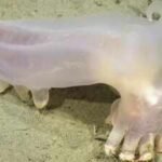 Scientists identified 57 new deep-sea species from Argentina's Mar del Plata Canyon, including a translucent sea cucumber nicknamed Loki after remotely operated vehicles explored the depths