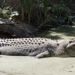 Man arrested after creating AI crocodile image at Singapore reservoir; authorities shut water activities for 2 days and searched for reptile that never existed | World News