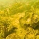 Maryland planted 2.49 billion oyster seeds in Harris Creek; the restoration has produced 343 acres of healthy reef |