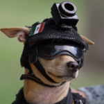 Meet Comando: 7-kg Chihuahua joins Mexico’s National Guard; trains for search-and-rescue work and appears at public events