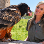 Meet Shannon Hoffman, the South African conservationist raising bone-eating vultures to protect one of the region’s most threatened birds, with fewer than 400 remaining in the wild |