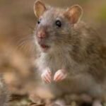 In 2018, Antipodes Island was declared free of invasive mice; eight years later, scientists reported ground beetle numbers 40 times higher, with rove beetles up more than 20-fold after predator removal