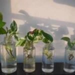 Money Plant Care: Can money plants grow in water forever? Tips and tricks to know