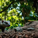 In 1872, a British planter released just 9 mongooses in Jamaica to kill rats; within a decade, they had spread across the island |