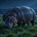 Hippos transfer 0.4 tonnes of silicon into Kenya’s Mara River on a dry-season day; scientists explain why the element matters to aquatic life |