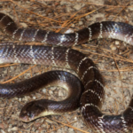 The surprising behaviour behind some encounters