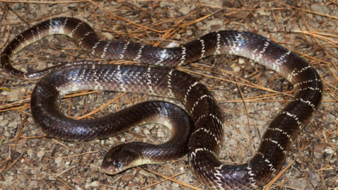 The surprising behaviour behind some encounters