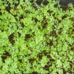A simple guide to growing fresh leafy greens at home, even in small spaces