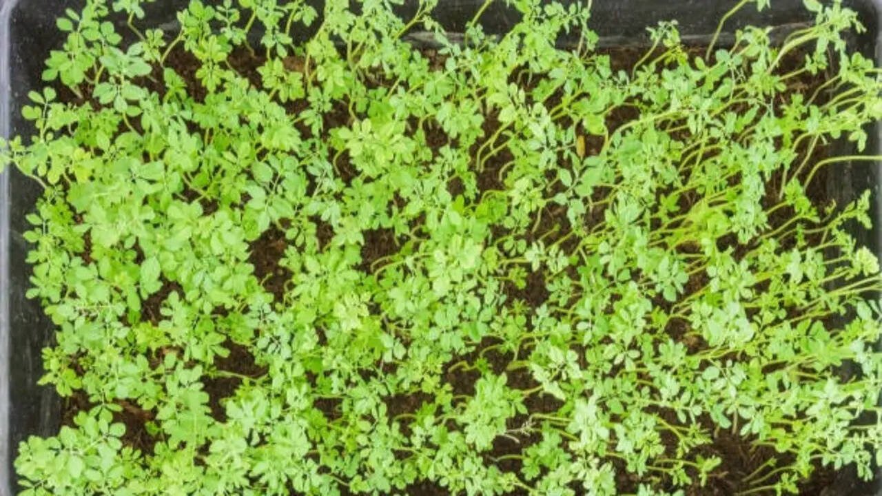 A simple guide to growing fresh leafy greens at home, even in small spaces