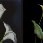 What you see first reveals if you are sensitive or superficial