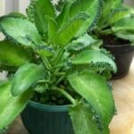 The surprising plants that can regenerate from tiny fragments, spread through gardens and waterways, and turn a small leftover piece into an entirely new plant