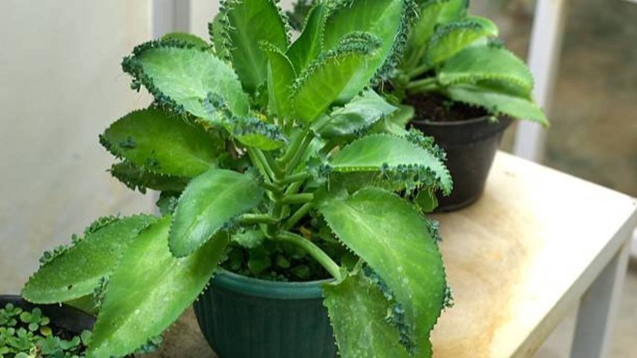The surprising plants that can regenerate from tiny fragments, spread through gardens and waterways, and turn a small leftover piece into an entirely new plant