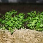 6 essential tips to keep your plant healthy and thriving longer