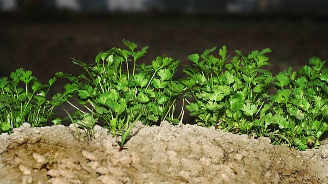 6 essential tips to keep your plant healthy and thriving longer