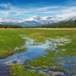 Scientists planted 40,000 native seedlings in Yosemite's damaged Tuolumne Meadows; three years later, soil organic matter was improving, but the meadow was still losing more carbon than it gained