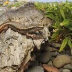 New Zealand built a 676-square-metre pest-proof sanctuary for rare skinks; four were released in 2026 to rebuild a mainland population |