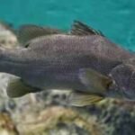 In the late 1950s and early 1960s, Nile perch were introduced into Lake Victoria to improve fisheries; decades later the predator was linked to the loss of many native cichlids and transformation of the lake’s fishery