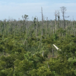North Carolina lost about 21% of its coastal forests between 1985 and 2021, roughly 64,220 hectares; researchers found the decline accelerated after 2010 as marsh, ghost forest and shrubs replaced trees