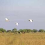 In 1834, the O'Connor family's Texas ranching legacy began; 191 years later, an $8.863 million deal protected 6,409 acres of coastal prairie while keeping it a working cattle ranch