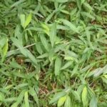 Once used to pack Chinese porcelain, this invasive grass has spread across 16 eastern US states, threatening native plants in forests and wetlands |