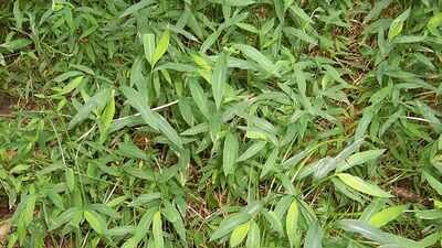 Once used to pack Chinese porcelain, this invasive grass has spread across 16 eastern US states, threatening native plants in forests and wetlands |