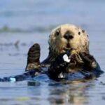 In 1984, a $57 million gift from David and Lucile Packard helped open Monterey Bay Aquarium; its sea otter programme has since cared for over 1,000 stranded animals and surrogate-raised 84 pups