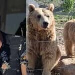 Outlander actor Steven Cree opens bear sanctuary in Armenia; three rescued Syrian brown bears move from filthy cages to spacious habitats | World News