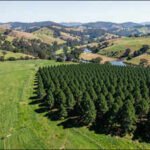 New Zealand study suggests pine planting reduced annual streamflow by nearly 30% in one Waikato catchment and 4.7% in another | World News