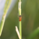 Pennsylvania researchers tracked fruit flies across 10 generations, revealing how changing seasons influence genetic variation and reverse evolutionary adaptations |