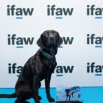 A Labrador once trained for mountain rescue becomes a marine conservation detection dog; Sgiath can sniff out the invasive organism known as “sea vomit” and wins IFAW's 2026 Animal of the Year Award