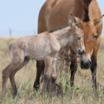 Przewalski's horses disappeared from Kazakhstan for 200 years; two foals have now been born as conservationists rebuild the wild population | World News