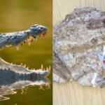 Scientists studying 170-million-year-old fossils from Morocco spotted tiny black circles under a microscope; scraping revealed needle-thin teeth from a new crocodile relative that likely ate shrimp and small fish