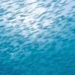 Puerto Rico’s Caribbean Reef Project aims to restore five acres using 124,000 coral fragments, 9,600 sea urchins and 600 crabs |