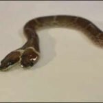 Rare 'two-headed' Wolf snake with four eyes and independently functioning mouths found in Gujarat: How does a snake develop two heads, and can it survive in the wild?