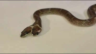 Rare 'two-headed' Wolf snake with four eyes and independently functioning mouths found in Gujarat: How does a snake develop two heads, and can it survive in the wild?
