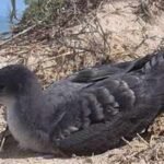 Rats were eradicated from Seychelles’ D’Arros Island in 2003; by 2016, its Wedge-tailed Shearwater colony had grown nearly 10-fold to 2,768 pairs |