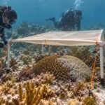 Scientists put ‘underwater umbrellas’ over Florida corals during extreme heat; they worked, cutting sunlight by 60% and helping corals regain colour |