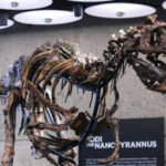 In 2019, a Montana rancher found a rare dinosaur skeleton on her land; seven years later, the 70%-complete Nanotyrannus sold for $47.3 million at a New York auction, far above its $9 million top estimate